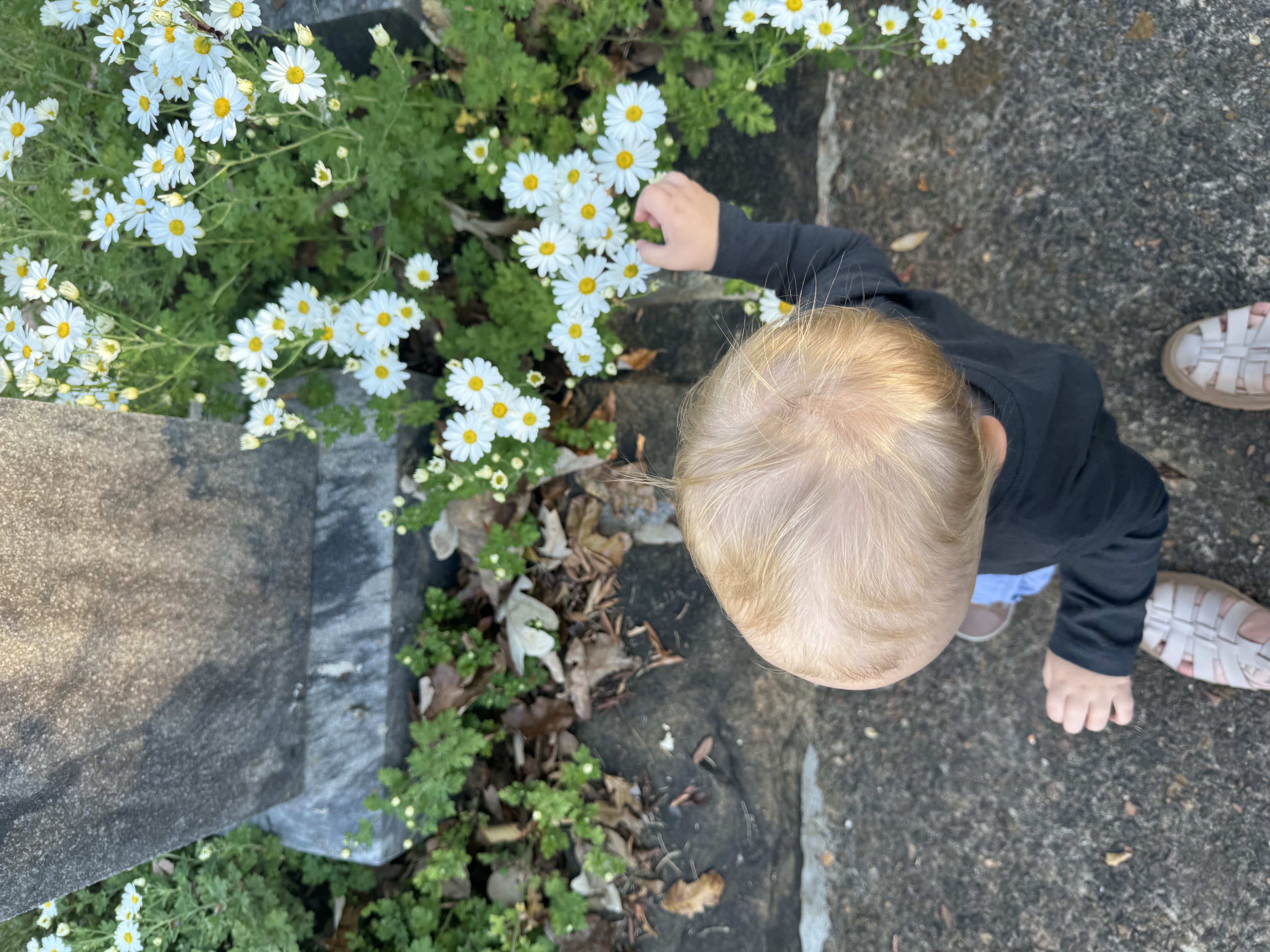 little white flowers